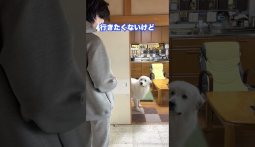 お留守番が確定しめっちゃ駄々をこねる超大型犬 #shorts