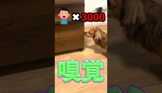 犬が何もないところを吠えるのはおばけがいるからじゃない！ #shorts