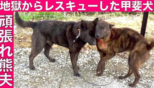 【悪魔の繁殖屋】レスキューした甲斐犬 熊夫くんが情緒不安定