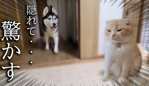 子猫がこっそり隠れてハスキー犬を驚かそうとした結果…