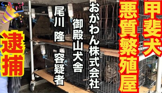 【祝】甲斐犬ブリーダー おがわん株式会社 尾川隆 容疑者 逮捕‼️　21時スタート