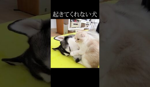 起きてくれない犬を起こす子猫がかわいすぎる#猫 #shorts