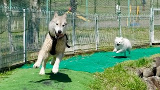 【爆笑】叫びながら追いかけ回す小型犬と逃げ回るハスキー犬が面白すぎるww