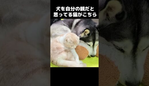 犬を自分の親だと思ってる猫はこうなる...#猫 #cat