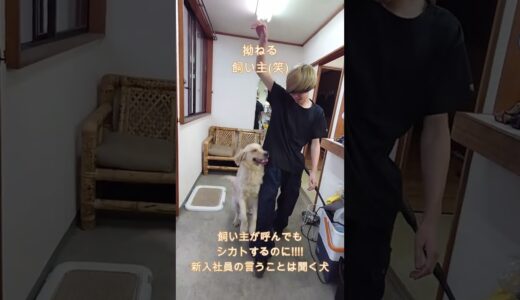 飼い主を無視!新入社員の言うことしか聞かない犬