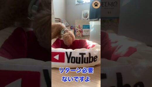 元気を取り戻した保護犬 #保護犬 #トイプードル