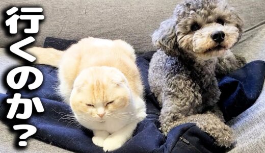 パーカーを着てお出かけしようとしたら子猫と犬がこうなってました...笑