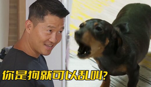 臘腸犬衝到訓犬師腿邊叫囂，主人卻對此毫無反應，訓犬師：你故意的嗎？