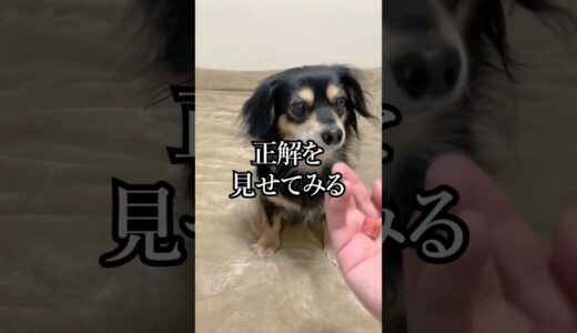 3秒前のことを忘れる犬