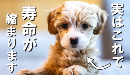 【絶対NG】犬の寿命を縮めてしまう飼い主の間違った行動７選