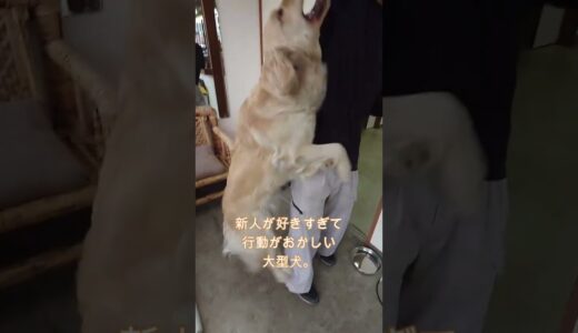 それはヤバイでしょ。新人が好きすぎて行動がおかしい犬