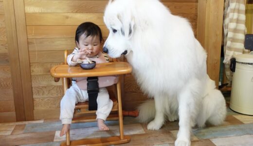 【デカ！】生後10ヶ月の妹のご飯を見守る超大型犬の圧がすごすぎるw｜グレートピレニーズ