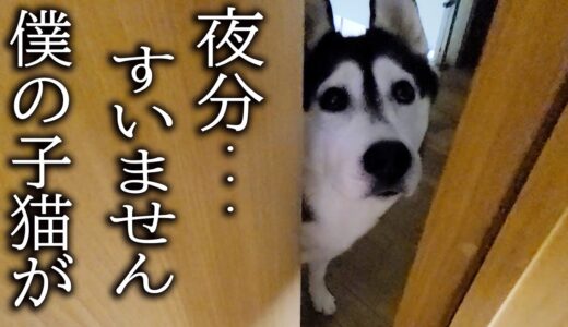 深夜に犬がクンクン言って騒いでるのでついて行くと子猫が…