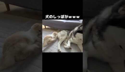 猫がこっそり犬のしっぽを蹴りまくってた...笑 #猫 #cat