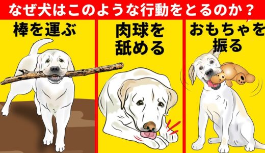 犬のおかしな行動9選とその意味について