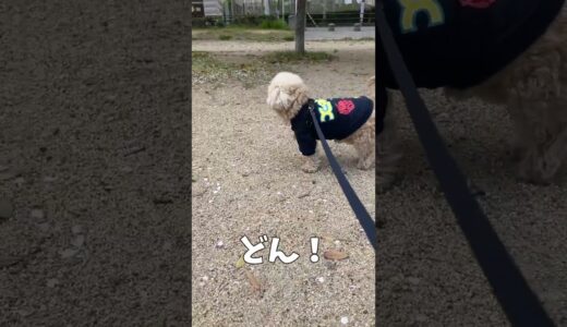 春一番と犬 【関西弁でしゃべる犬】#408 spring and dog 【Dog talking 】 #shorts