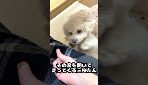 兄犬のおやつを察知してダッシュで来る妹犬 #shorts