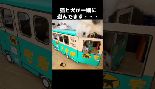 こっそり猫と犬が一緒に遊んでた...笑#猫 #cat