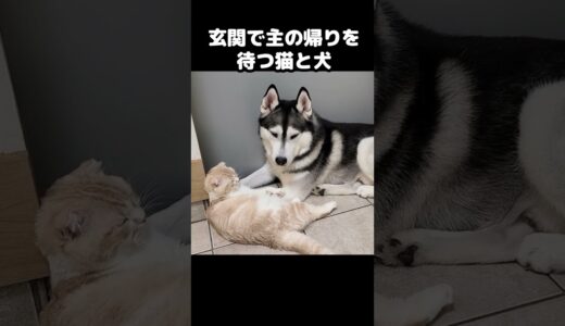 玄関で飼い主の帰りを待つ猫と犬がこちら...#猫 #cat