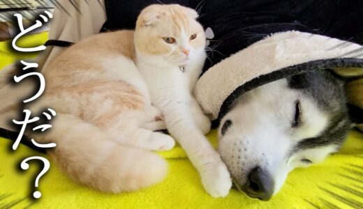 猫が肉球の匂いを犬に嗅がせた結果こうなりました...笑