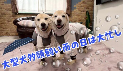 【雨の日】大型犬2頭の雨散歩は一苦労！1日に使うバスタオルの数が異常w