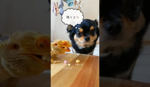 トカゲにおやつを取られた犬の反応がこちら #チワワとトカゲの日常