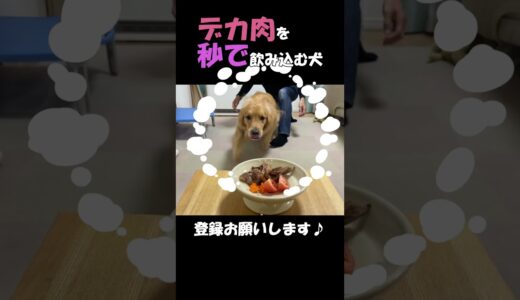 山盛りの肉を、ありえない早さで飲み込む大型犬クッキー！【ゴールデンレトリバーとミニチュアダックスフンド】#shorts＃箱入りクッキーはゴールデンレトリバー#goldenretriever