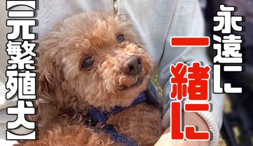 繁殖犬エトワくんから、大切なお知らせです「vol 308」