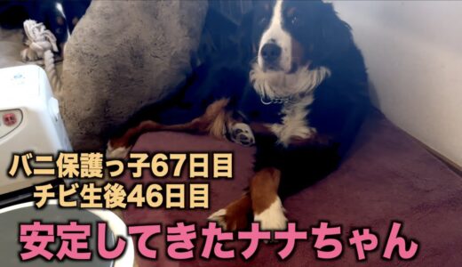 先住犬と過ごすことって大事やね【バニ保護っ子67日目】