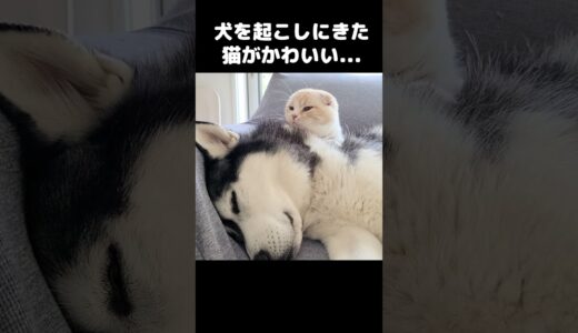 犬を起こしにきた猫がかわいすぎる...#猫 #cat