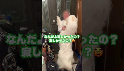 超大型犬に好かれすぎた祖父の末路がうらやましい件 #shorts