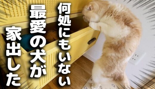 最愛の犬が家出したと思い必死で探す子猫がこちら...