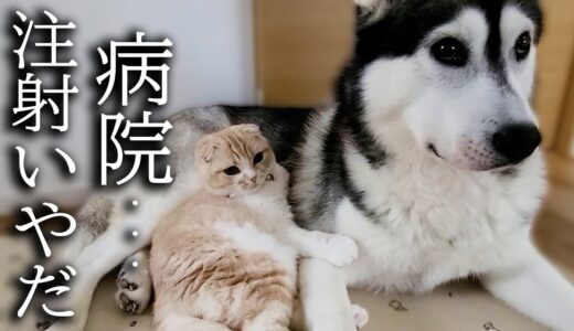 病院の注射が嫌でストライキを起こした子猫と犬がこちらです