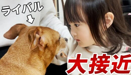 かつてパパの膝の上を奪い合ったライバル犬と大接近する3歳娘