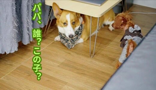 犬見知りなコーギーに構って欲しくてずっと犬語で話をかける保護犬の桜ちゃん「ゴミ捨て場で拾った犬」