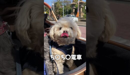 ち〇ち〇電車と犬 【関西弁でしゃべる犬】#413 streetcar and dog 【Dog talking 】 #shorts