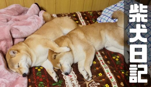 家や土地が変わろうが、相変わらず忠犬な兄柴とやんちゃな妹豆柴