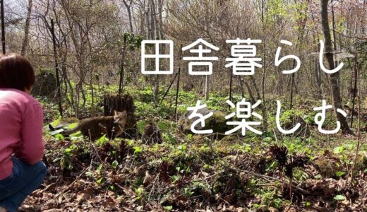 【犬と猫と田舎暮らし】自然の中でのんびり暮らす日常