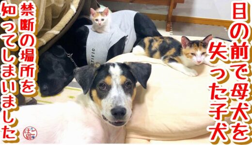 【子猫　保護犬　保護猫】ボロボロで保護された子犬　禁断の場所を知ってしまいました