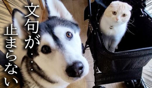 子猫にベビーカーをプレゼントした結果こうなった...笑