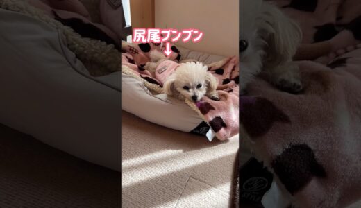 眠そうな犬に声をかけると? #shorts