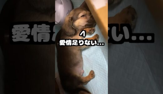 飼い主からの愛情が足りない犬がする行動 #shorts