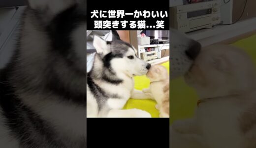 犬に世界一かわいい頭突きをする猫がこちら...笑#猫 #cat