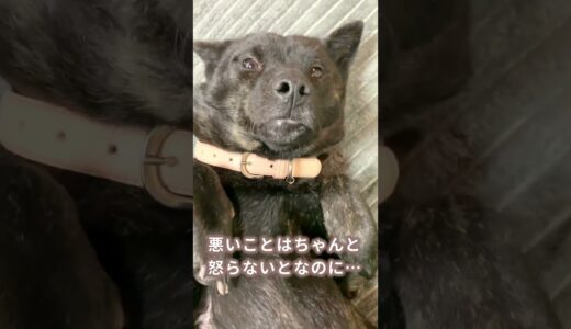 【甲斐犬】こんな変顔されても笑わずに怒れる飼い主っているの？？