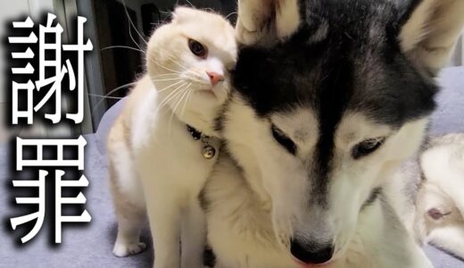 犬と喧嘩になり世界一かわいい謝罪する子猫がかわいい...