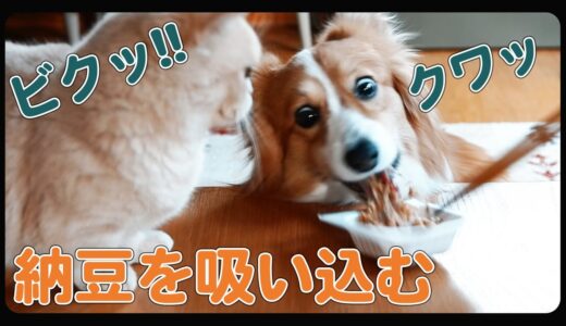 納豆を見せると暴走する犬と、ちょっと引き気味の猫