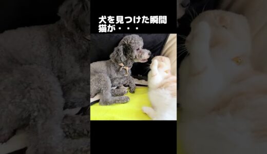 猫が犬を見つけた瞬間こうなった...#猫 #cat