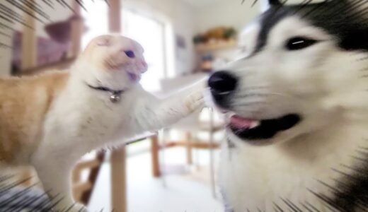 几帳面な犬が早朝に子猫を叩き起こした結果こうなった...笑