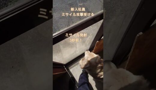 新入社員目掛けて大型犬ミサイルが飛んで行く #shorts