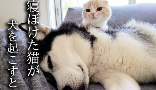 子猫が朝だと思って寝ぼけて犬を起こしに行った結果こうなった